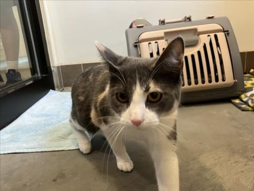 TART - Domestic Short Hair available for adoption