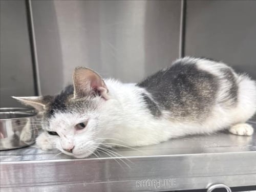 RORY - Domestic Short Hair available for adoption