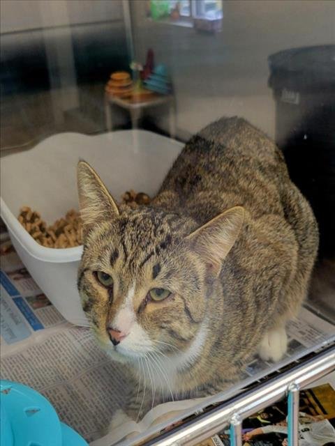 LITTLE BITTY - Domestic Short Hair available for adoption