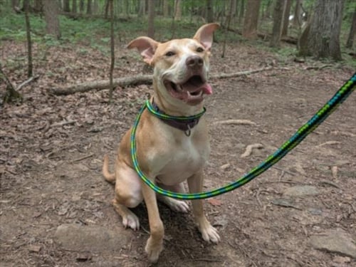 WALLABY - Terrier available for adoption