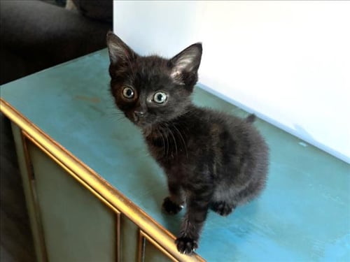 CHOCOLATE - Domestic Short Hair available for adoption