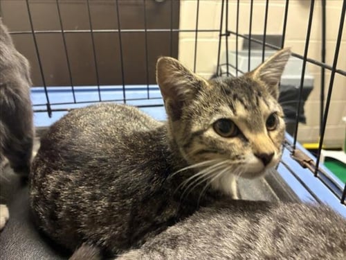 ISMENE - Domestic Short Hair available for adoption