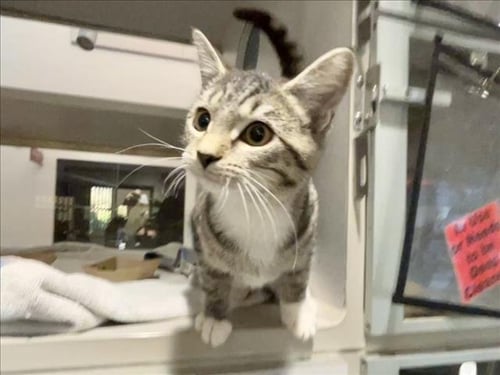 ISMENE - Domestic Short Hair available for adoption