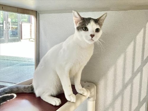 ST. GEORGE - Domestic Short Hair available for adoption