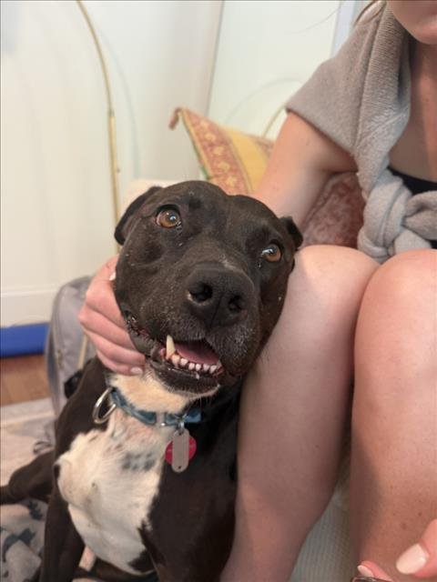 DRAGON - Pit Bull Terrier available for adoption