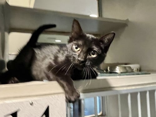 FLIPPER - Domestic Short Hair available for adoption