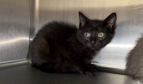FLIPPER - Domestic Short Hair available for adoption