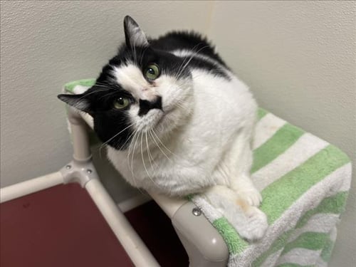 ARCEE - Domestic Short Hair available for adoption