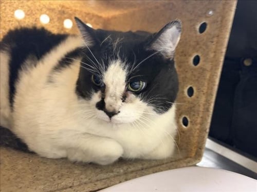 ARCEE - Domestic Short Hair available for adoption