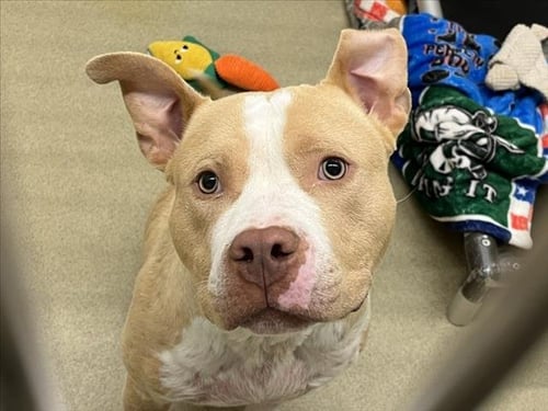 JAYE - Pit Bull Terrier available for adoption