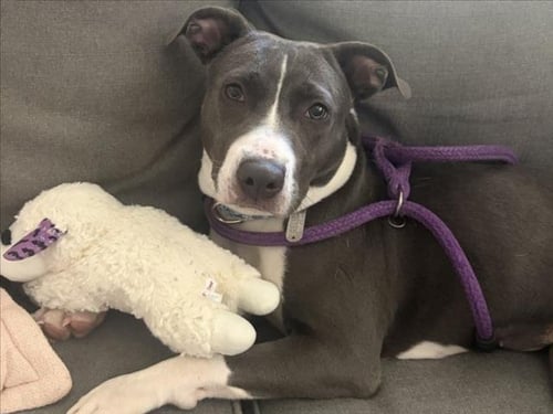BUCKET - Pit Bull Terrier available for adoption