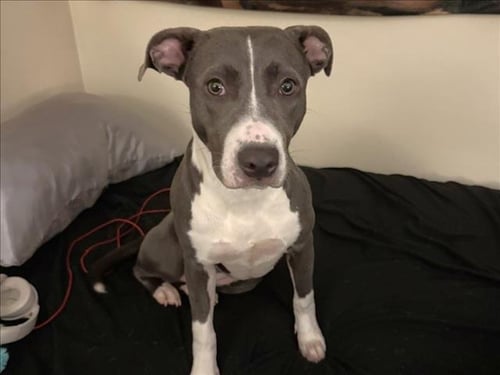 BUCKET - Pit Bull Terrier available for adoption