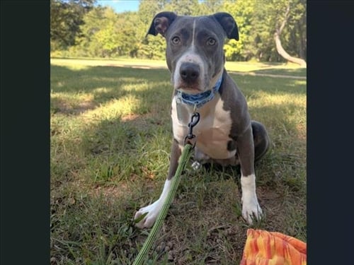 BUCKET - Pit Bull Terrier available for adoption
