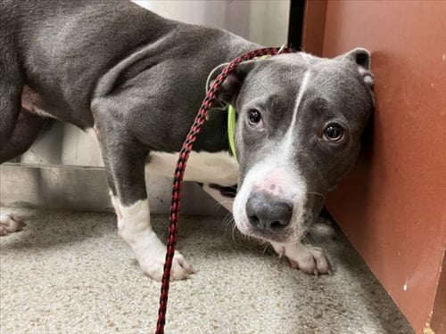 BUCKET - Pit Bull Terrier available for adoption