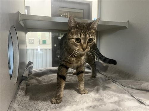 AMY ROSE - Domestic Short Hair available for adoption