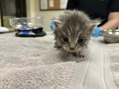 WALLI - Domestic Medium Hair available for adoption