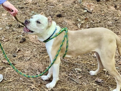 SPECKLE - Pit Bull Terrier available for adoption