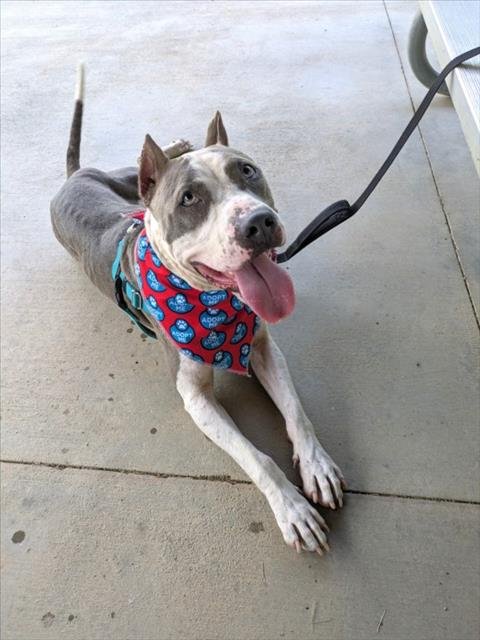 ANGEL - Pit Bull Terrier available for adoption