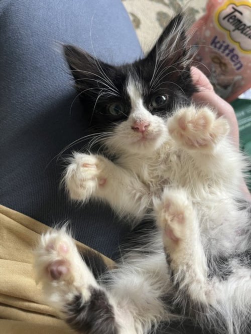 LOUISE - Domestic Short Hair available for adoption
