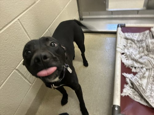 HAYES - Pit Bull Terrier available for adoption