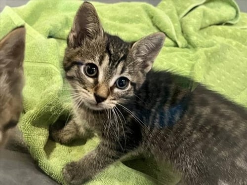 ELM - Domestic Short Hair available for adoption
