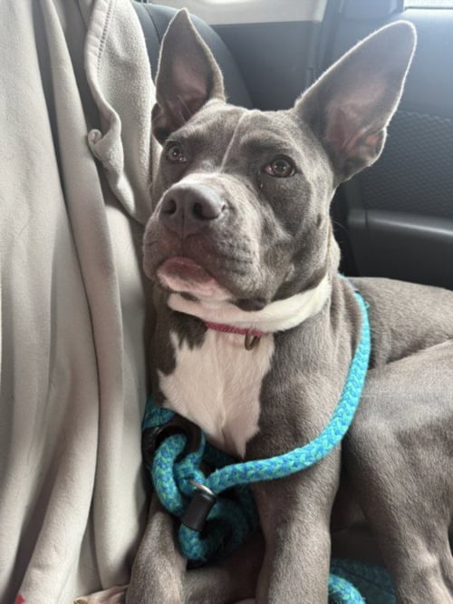 KYRIE - Pit Bull Terrier available for adoption