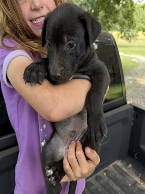 MADISON - Pit Bull Terrier available for adoption