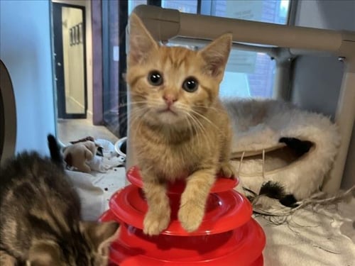 AGADOR - Domestic Short Hair available for adoption