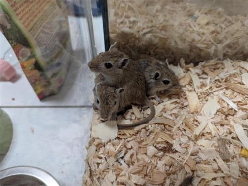 THETA - Gerbil available for adoption