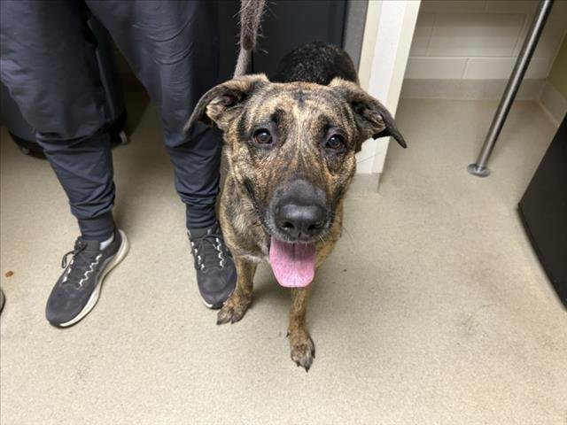 CALI - German Shepherd Dog available for adoption