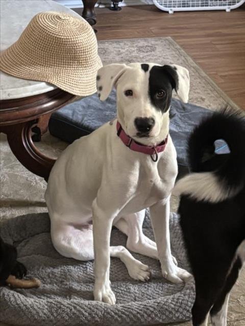 PEARL - American Staffordshire Terrier for adoption in Durham