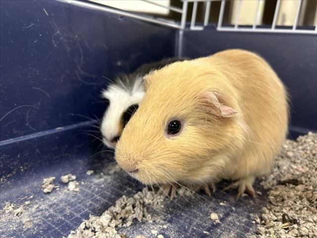BERT - Guinea Pig available for adoption
