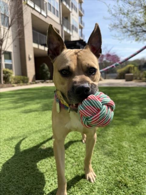 GATOR Image