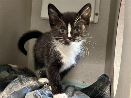 FLANNEL - Domestic Short Hair available for adoption