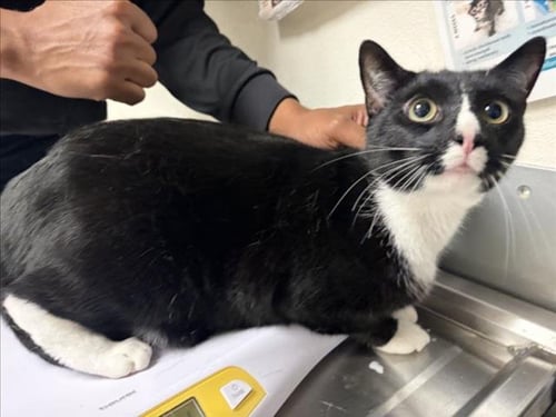 OPTIMUS - Domestic Short Hair available for adoption