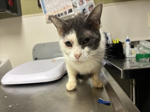 LIZZIE - Domestic Short Hair available for adoption