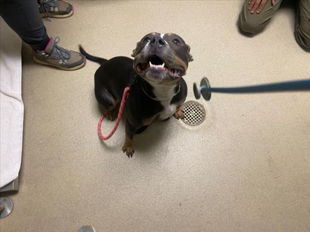 BELLA - Staffordshire Bull Terrier available for adoption