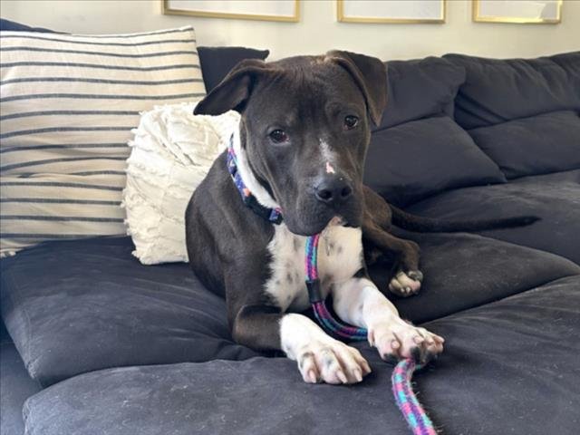 PRANCER** - Pit Bull Terrier available for adoption