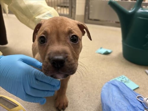 WOLFIE - Hound available for adoption