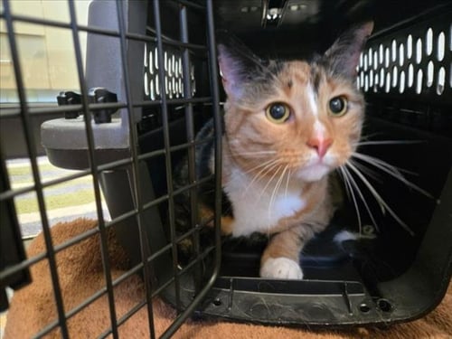 GEORGIE - Domestic Short Hair available for adoption