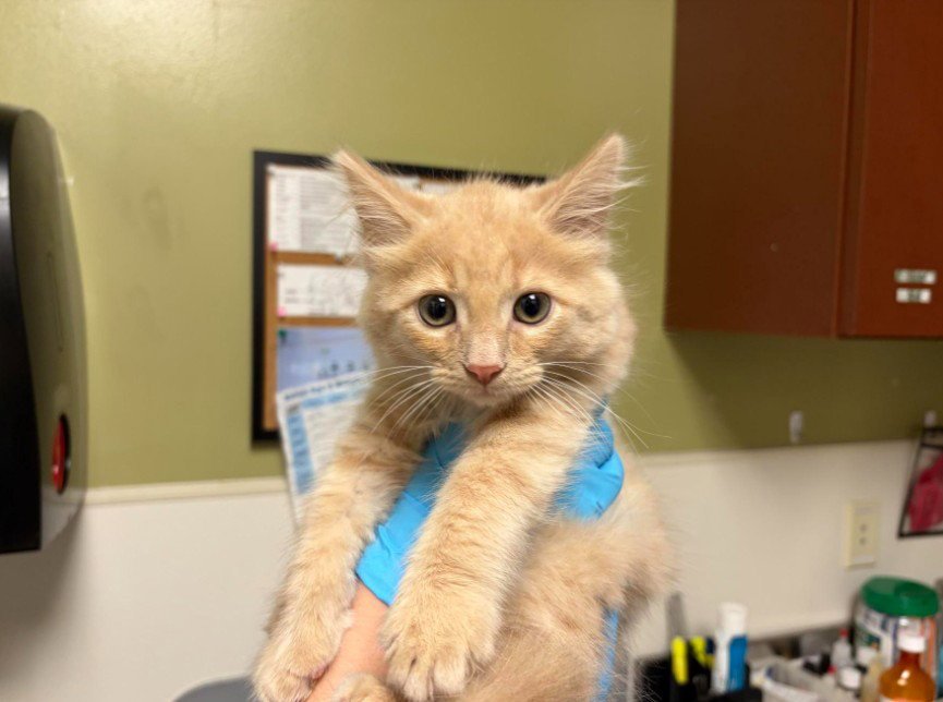 PURRSIMMON Image