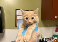 PURRSIMMON - Photo 1