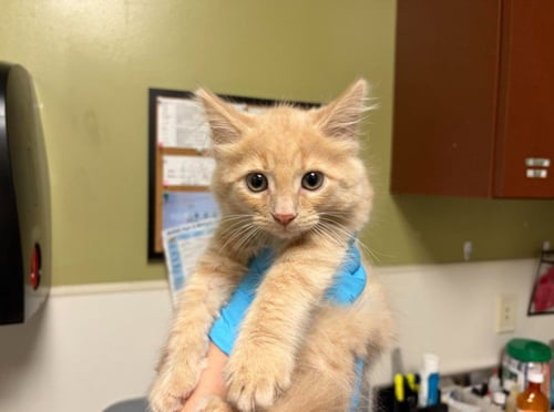 PURRSIMMON - Domestic Short Hair available for adoption