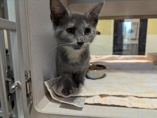 ARWEN - Domestic Short Hair available for adoption