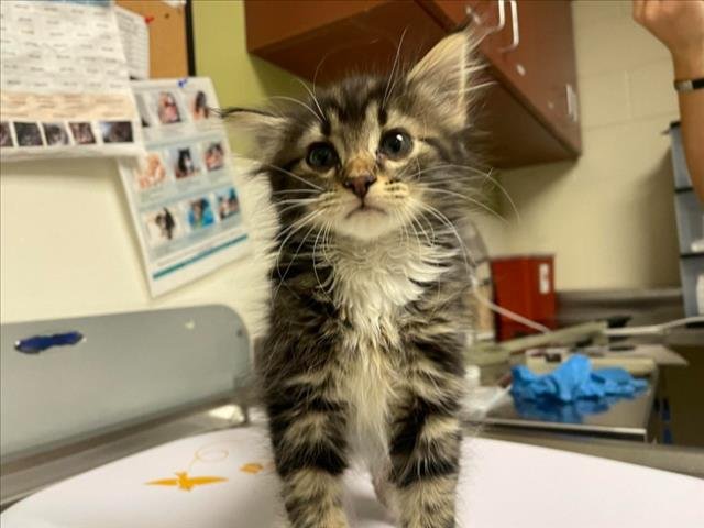 CLAWMENTINE Image