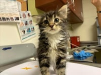 CLAWMENTINE - Photo 1