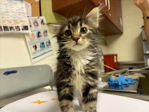 CLAWMENTINE - Domestic Medium Hair available for adoption