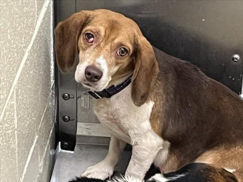 SWEET** - Beagle available for adoption
