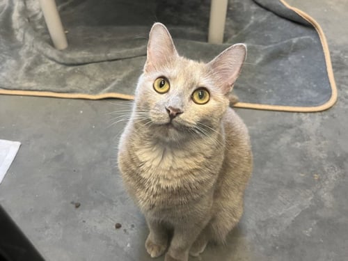 BUFFY - Domestic Short Hair available for adoption