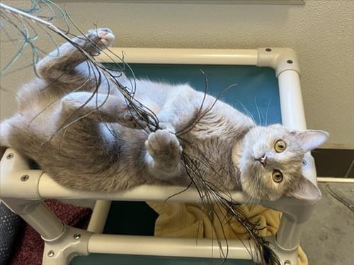 BUFFY - Domestic Short Hair available for adoption